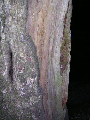 Tree with tiny torma